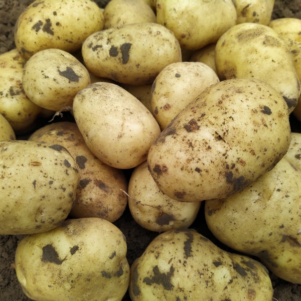 aardappel Frieslander 5KG