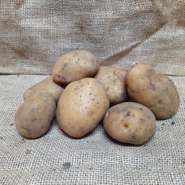 aardappel Bintje 2,5Kg