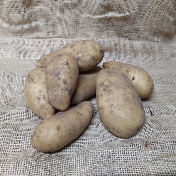 aardappel Amandine 5Kg