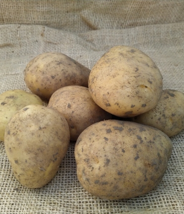 aardappel Frieslander 5KG